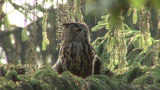 Natur erleben im Nationalpark Teutoburger Wald [upl. by Aelanej]