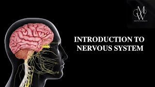 INTRODUCTION TO NERVOUS SYSTEM ANATOMY 🧠 [upl. by Linnet]