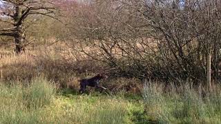 Pointing and Flushing with a German shorthaired pointer [upl. by Anisah520]