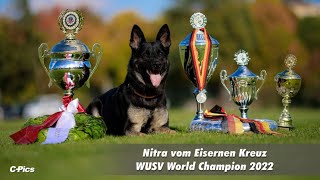 Winner WUSV WM 2022 Nitra vom Eisernen Kreuz  Nico Kertzinger [upl. by Llerrot]