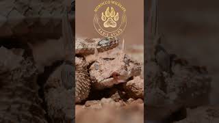 Horned Viper herping motivation morocco wildlife nikon bbcearth youtubeshorts love [upl. by Shulamith261]