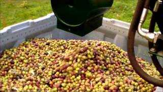 Aspiratore ed Avvolgitore per olive CRF 2012wmv [upl. by Season]