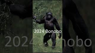 2024 bonobo and 5000bce bonobo animals bonobo trending [upl. by Nnaeirelav30]