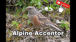 Alpine Accentor Pitstone Quarry Buckinghamshire [upl. by Doe]