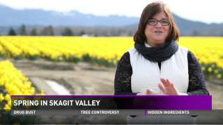 Skagit Valley Daffodils NW Postcards with Kelly Hanson [upl. by Hernandez]