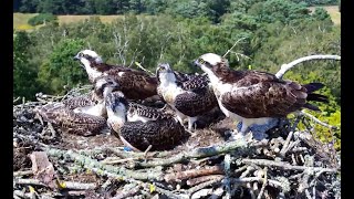 Poole Harbour Ospreys 2023 [upl. by Ominorej350]