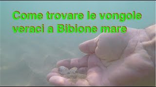 Come trovare le vongole veraci Bibione mare [upl. by Lynus491]