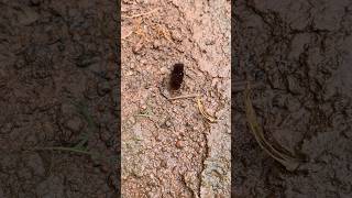 Trilobite Beetle 🪲 youtubeshorts shortvideo travel shortsfeed [upl. by Latty]