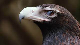 Eagles at Currumbin Wildlife Sanctuary [upl. by Rebe]