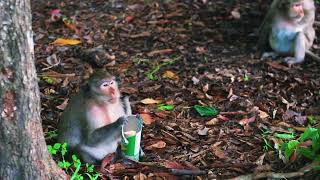 A monkey is eating crisp [upl. by Layap]