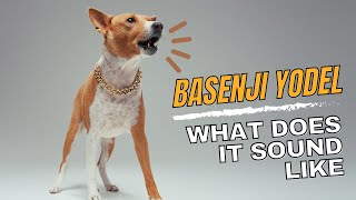 Basenji Yodel  Sound amp Explanation [upl. by Aleen524]