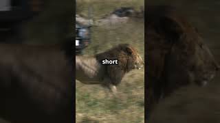 Lion vs Elephant Who Wins shorts lion elephant [upl. by Epner]