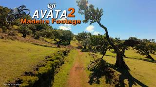 MADEIRA ☼ Drone Footage Over Stunning Laurisilva Forest Unesco Fanal Madeira DJI Avata 2 [upl. by Meras97]