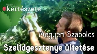 Kerttervezési ötletek  Szelídgesztenye ültetése  Castanea sativa [upl. by Karas]