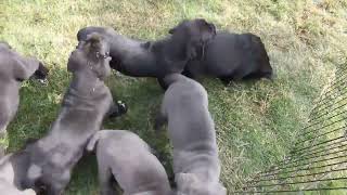 Cane Corso Puppies For Sale [upl. by Lemahs211]