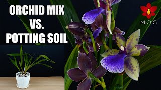 Zygopetalum Orchids in Soil Potting Mix VS Bark amp Moss  This changes everything [upl. by Anerahs]