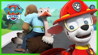 Pieski ratują pierzastych przyjaciół Alexa  Psi Patrol PAW Patrol po polsku [upl. by Ahtiekahs]