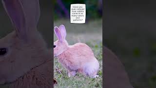 Animal Facts The Colorful World of Rabbit Fur  Rabbit Story amazingworldchannel1 rabbitfacts [upl. by Asselam500]