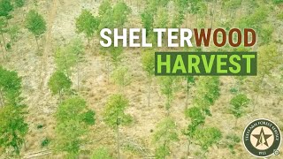 Shelterwood Harvest  Comparing Natural and Artificial Stand Regeneration [upl. by Einohpets182]