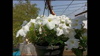 White flowers from my garden 🏡 [upl. by Nyliuqcaj]