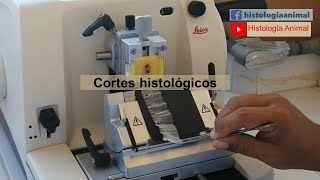 Cortes histológicos  Paso a paso para tu primer corte con microtomo [upl. by Enitsenrae]