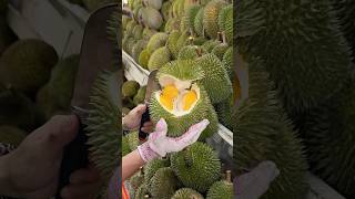 The Most Popular Durian Store in Malacca Malaysia  Fruit Cutting Skills [upl. by Meggy]