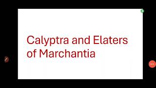 Calyptra and Elaters of Marchantiacalyptra of Marchantia in detailElaters of Marchantia [upl. by Akcemat]