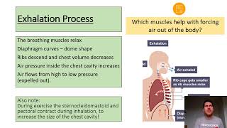 Mechanics of Breathing amp Spirometer Trace GCSE PE [upl. by Gnivre]