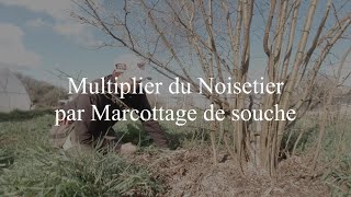 Comment multiplier facilement des noisetiers  préparation des plants fin dHiver [upl. by Yeldahc927]