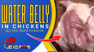 Water Belly In Chickens Broilers Causes Prevention And Treatment [upl. by Guillema980]