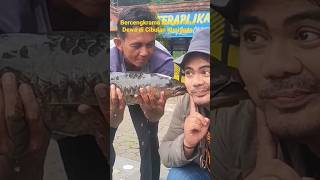 Dicium Ikan Dewa di Cibulan Kuningan [upl. by Elleiad374]