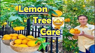 FIVE 5 CITRUS CARE TIPS  Mulch Water WhiteWash Fertilizer Pruning amp Harvest [upl. by Tobias951]