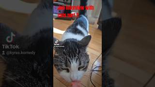 Job interviews with cats part 2 kitties funny kyraskomedy interview shorts [upl. by Moneta]