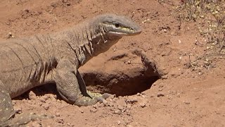 Bungarra in outback Western Australia [upl. by Je570]