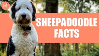 Sheepadoodle 9 Things To Know Before Getting One [upl. by Ahscrop]