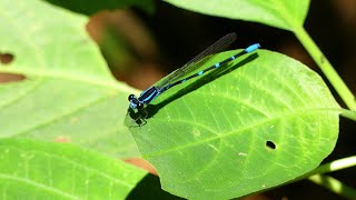 Oculate Dancer Argia oculata French Guiana [upl. by Bard]