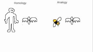 Biology Analogy vs Homology [upl. by Xirdnek]