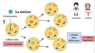 La méiose ♂️♀️ [upl. by Nelad]