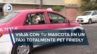 ¿Problemas para transportar a tu perro Fernando Cuarón corre a tu ayuda un taxista pet friendly [upl. by Maillw412]