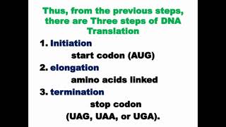 Steps of DNA Translation [upl. by Raskin965]