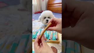 The Niqu Teething Sticks promotion is here Puppies and senior dogs can eat them They can satis [upl. by Dail]