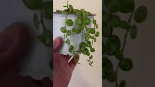 Пеперомія маленькі дрібниці Peperomia prostrata [upl. by Innattirb411]