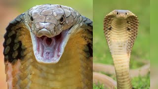 King Cobra most dangerous snake of the worlddifirrent style of King Cobra [upl. by Pepper]