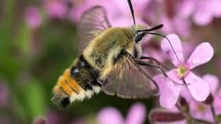 Бабочка похожая на колибри – бражник шмелевидка Hemaris tityus Bee Hawkmoth МО август [upl. by Idnis]