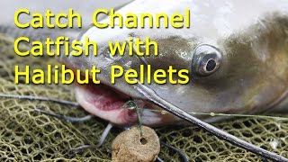 Channel Catfish with Halibut Pellets  Lake Barcroft Va [upl. by Orodoet642]