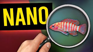 5 Nano Fish To Try In Your Small Aquarium [upl. by Einyaj]