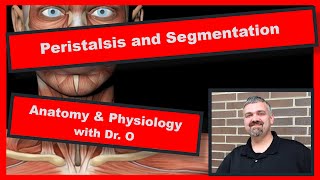 Peristalsis and Segmentation Anatomy and Physiology [upl. by Aydni]