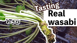 I tried my first real wasabi at a Japanese farm in Shizuoka 🔥 [upl. by Enomyar]