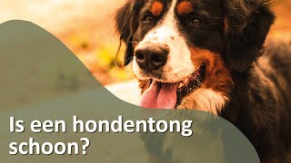 Hoe schoon is de tong van een hond  Honden TV S02E11 [upl. by Nivled442]