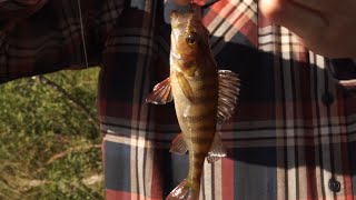 Old School Norwegian Perch Fishing [upl. by Cristionna]